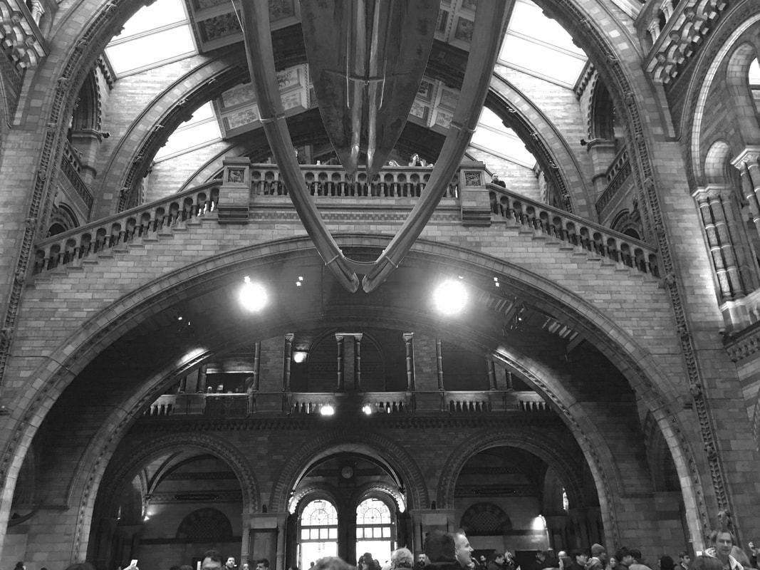Photo of the interior hall of the Natural History Museum in London. From ground floor one can appreciate the space divided by series of arches, used for structural and decorative purposes.