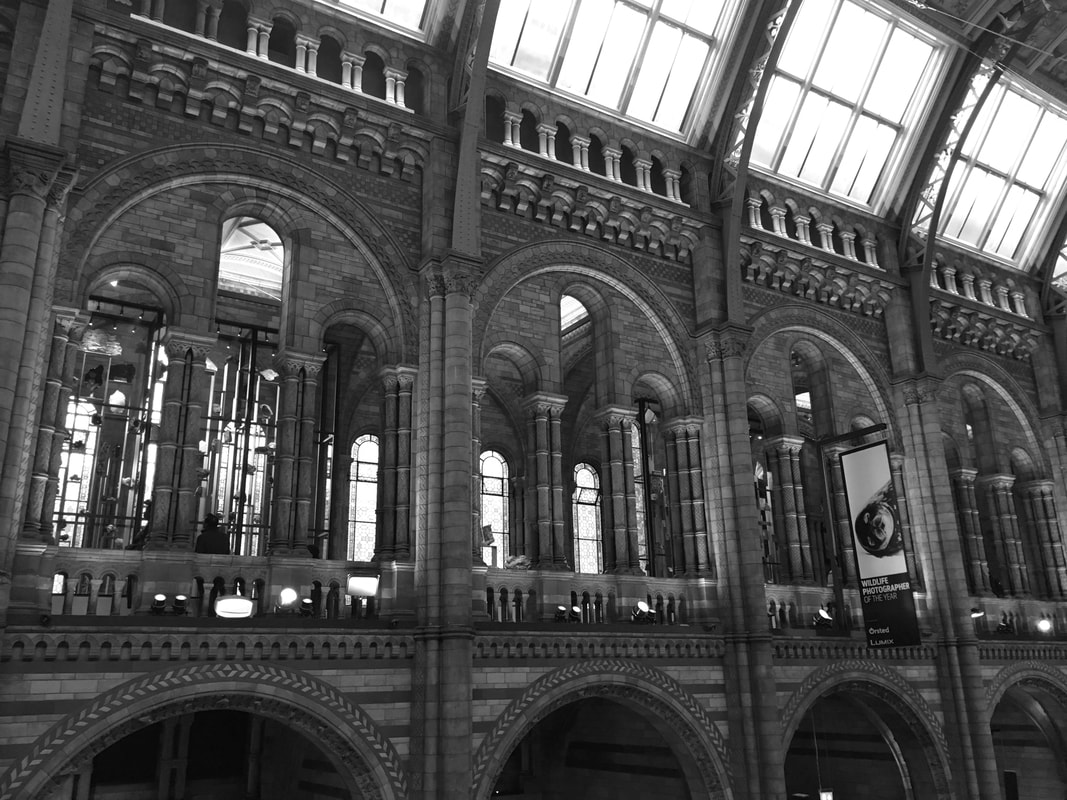View of the upper gallery of the Natural History Museum in London from the ground floor. 