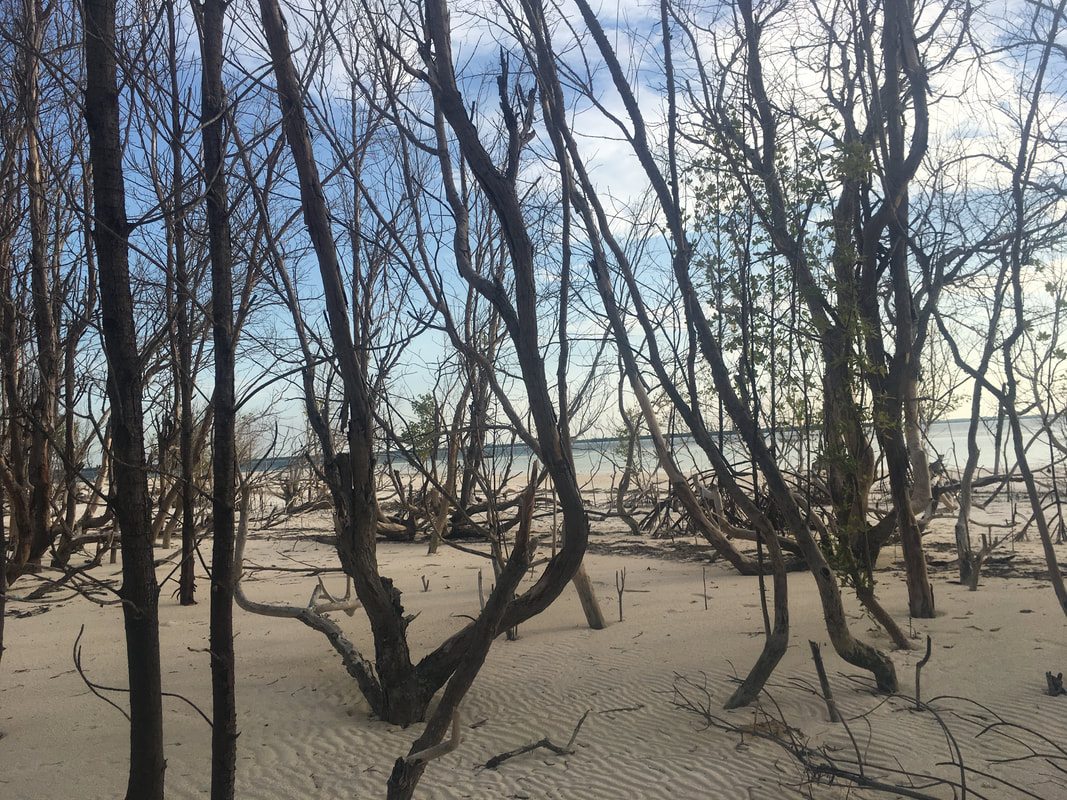 Picture of mangrove trees in Zanzibar 